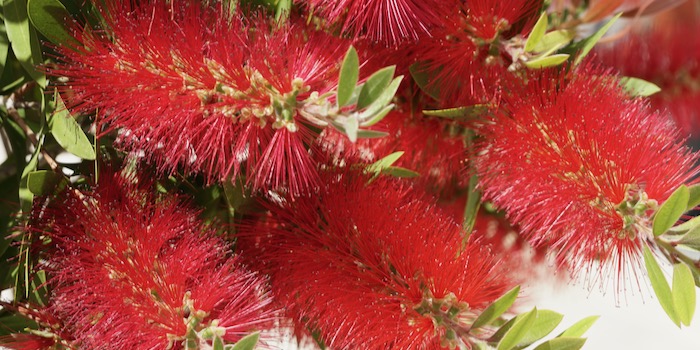 Blumen zum Abschied.