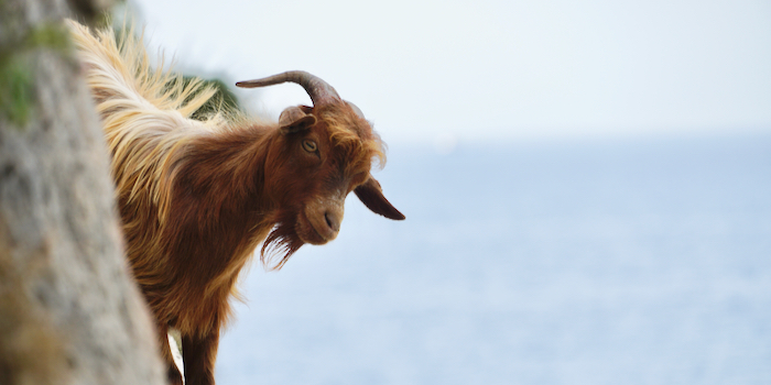 Klettern unter den wachsamen Augen der Experten.