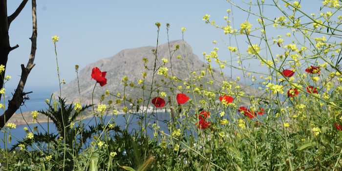 Die Nachbarinsel Telendos durch die Blumen.