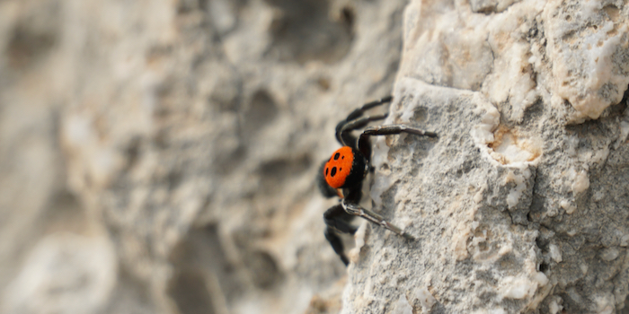 Ein klar besserer Kletterer.