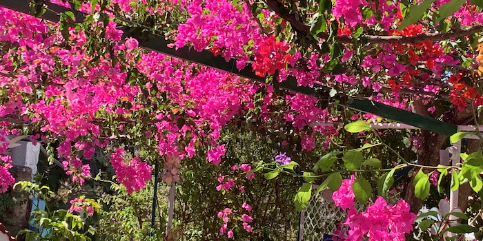 Im wunderschönen Hotelgarten