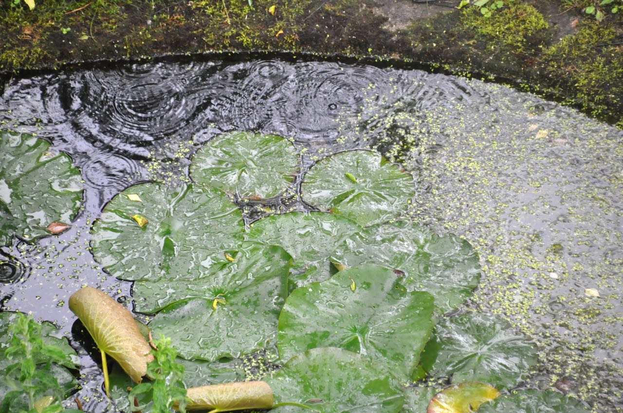 dauerregen