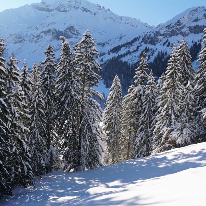 Weisse Rottannen im Weisstannental – und darunter Pulver vom Feinsten!